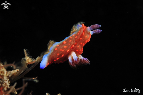 A Nudibranch