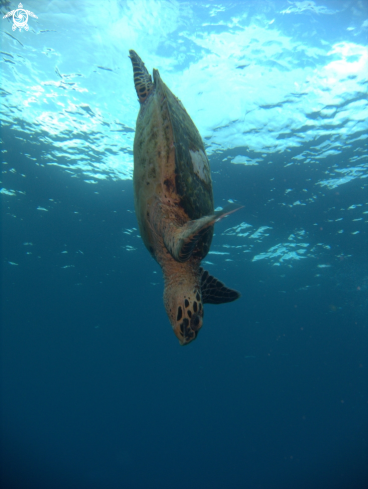 A Eretmochelys imbricata | Hawksbill Turtle