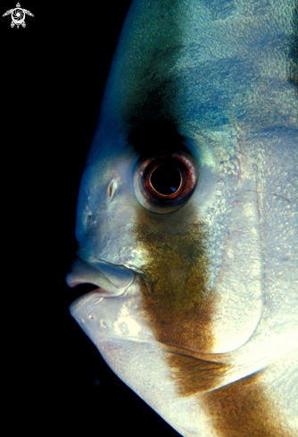 A Platax teira | Pesce Pipistrello