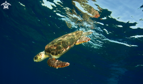 A Caretta caretta | Sea Turtle