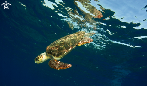 A Sea Turtle