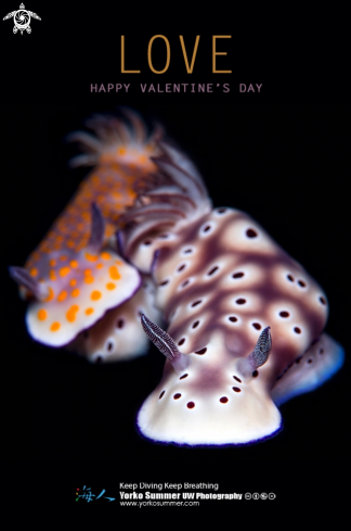 A Nudibranchs