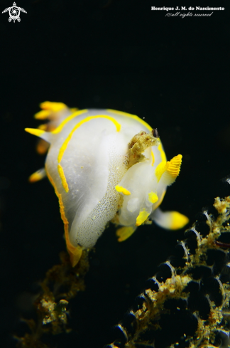 A Nudibranch