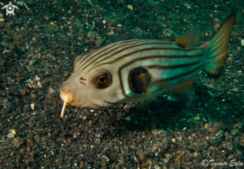 A Arothron Manilensis | Striped Pufferfish