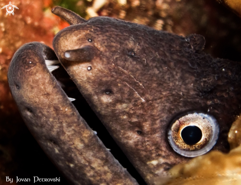 A Murina / Moray_eel.