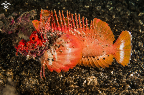A İnimicus didactylus | Spiny Devil Fish