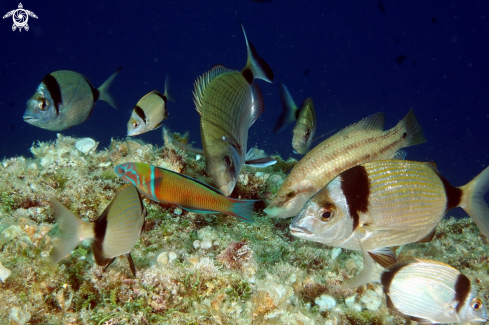 A Thalassoma pavo Diplodus