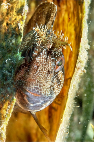 A Blennide gattorugine