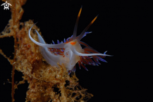 A Cratena peregrina | Nudibranco