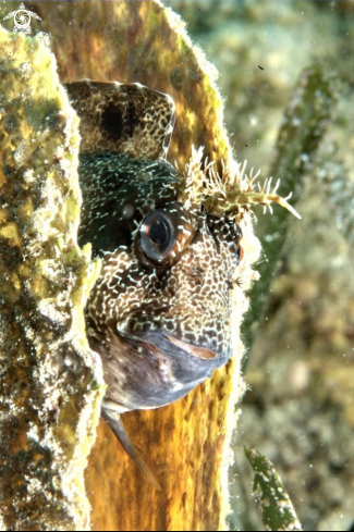 A Blennide gattoruggine