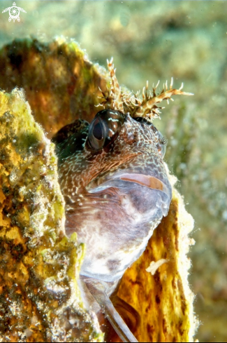 A Parablennius gattorugine | Blennide gattoruggine