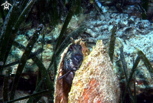 A Blennide gattoruggine