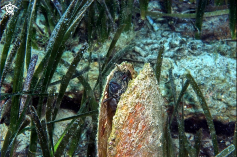 A Parablennius gattorugine | Blennide gattoruggine