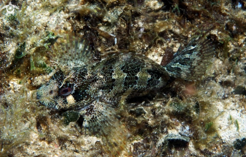 A Parablennius gattorugine | Blennide gattoruggine