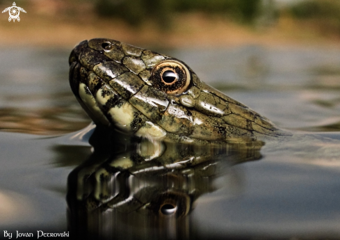 A Vodena zmija Ribarica / Water snake - Ribarica.