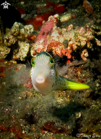 A Canthigaster Valentini | Black-Saddled Toby