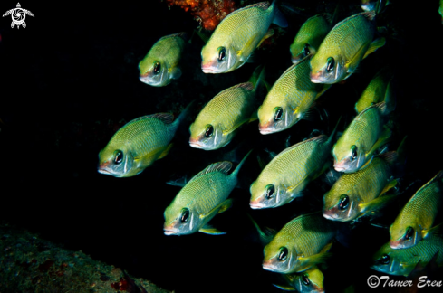 A Scolopsis Margaritifera | Pearly Monocle Bream