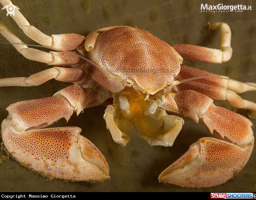 A porcellain crab