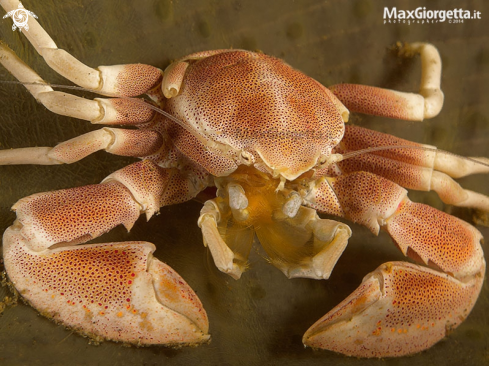 A porcellain crab