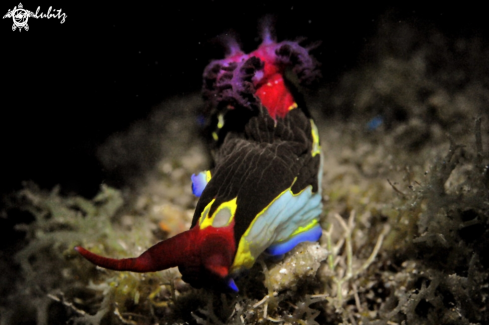 A Nudibranch