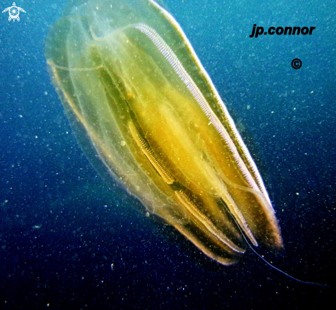 A Ctenophore