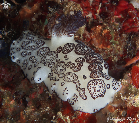 A Jorunna funebris | Nudibranch