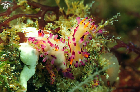 A Nudibranch