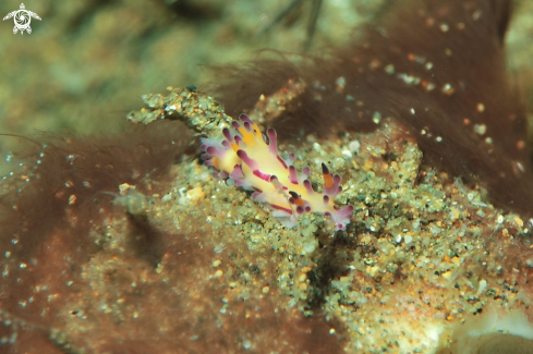 A Nudibranch