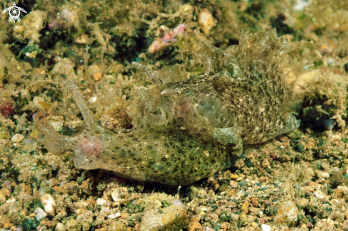 A sea slug