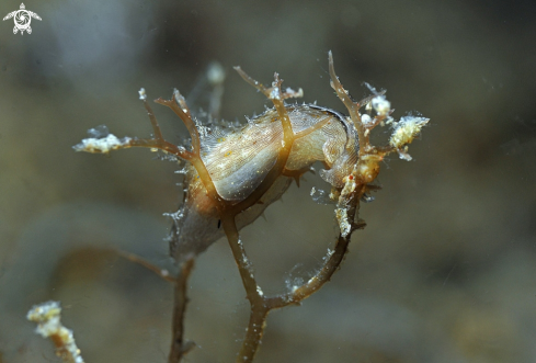 A sea slug