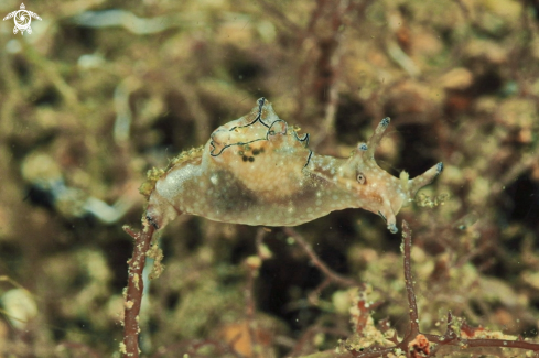 A sea slug