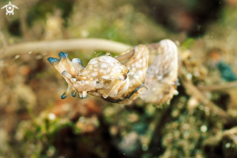 A sea slug