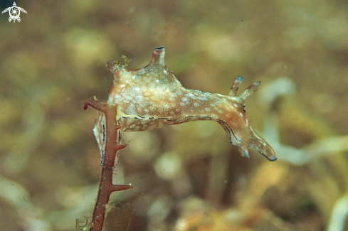 A sea slug