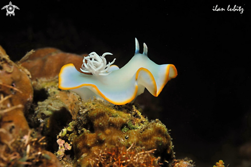 A sea slug