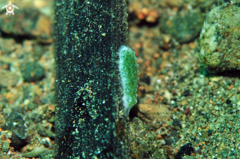 A sea slug