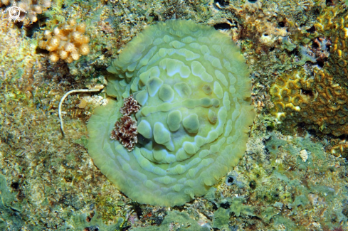 A Nudibranch