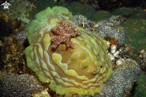 A Nudibranch