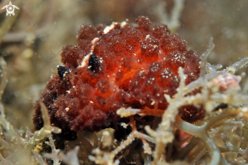 A Nudibranch