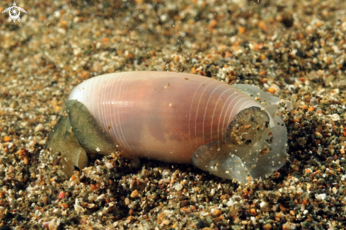 A sea slug