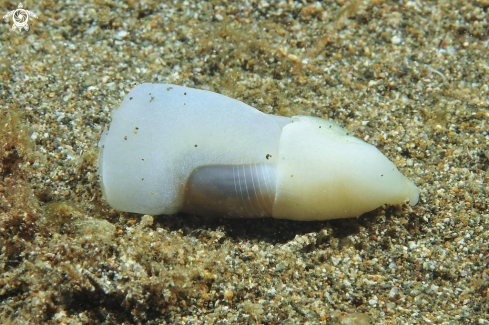 A sea slug