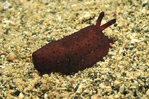 A sea slug