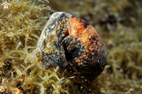 A sea slug