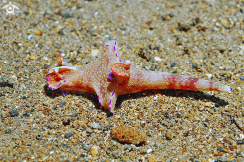 A Nudibranch