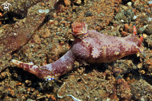 A Nudibranch