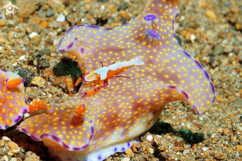 A Nudibranch