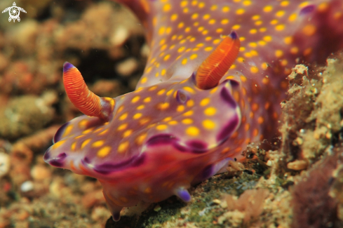 A Nudibranch