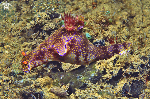 A Nudibranch