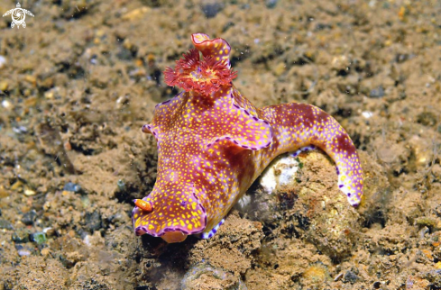 A Nudibranch