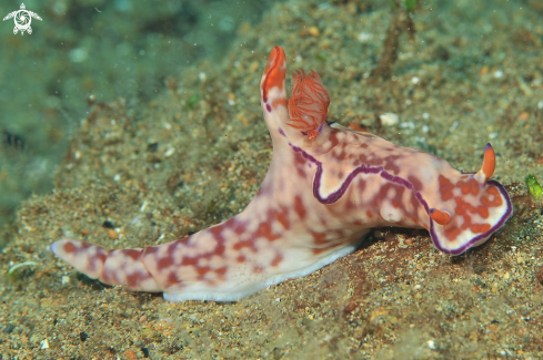 A Nudibranch