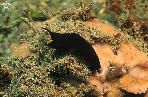 A sea slug